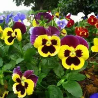 Три капсулы 00 100+удобрения (купить 2 получить 1 Get 1)