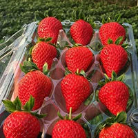 Четыре сезона красных капсул Strawberry 500 с красными цветами+горшки+почва+удобрения (купить