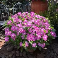 Чанчун цветок смешанный цвет 500 капсулы+удобрения (купить 2 получить 1 бесплатно 1)