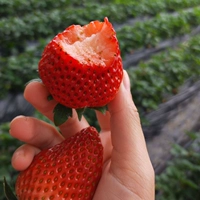 Dandong 99 Crawberry 500 капсулы+горшки+почва+удобрения_2