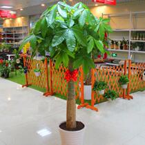 Large green plant braids Fortune Tree Indoor flower bonsai plant Fortune Tree potted peace Tree Money Tree Living room