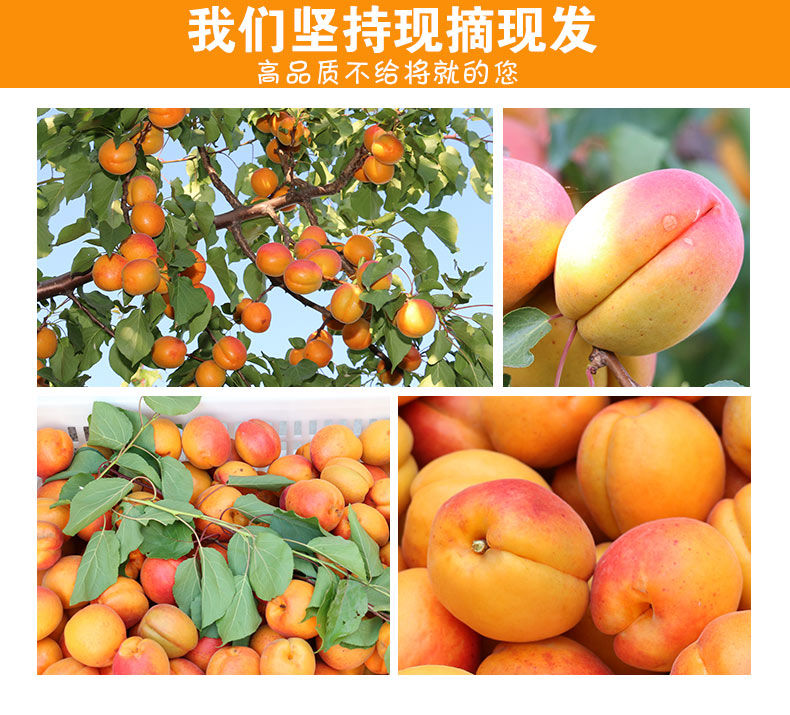 河南灵宝 高山大黄杏 净重5斤 图13