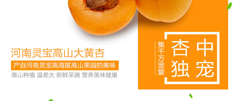 河南灵宝 高山大黄杏 净重5斤 图2