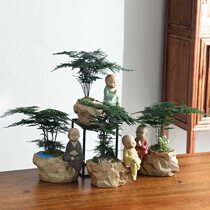  Yunzhu Bonsai Complete set of Wenzhu Bonsai Office plants Desktop green plants Clean air Flowers and plants Bonsai