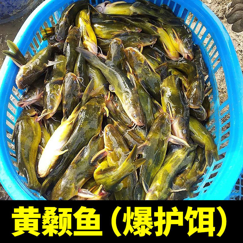 Fishing for yellow catfish bait yellow spicy diced bait fish bait yellow bone yellow Thorn fish bait bait additive bait