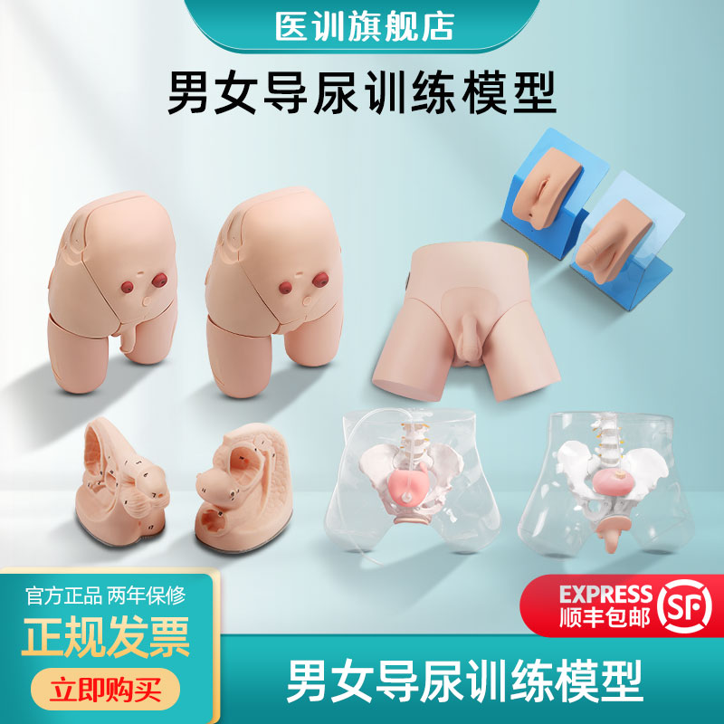 医训男女可互换导尿模型导尿灌肠术训练模型臀部肌内注射结肠造瘘口护理下半身模型整体导尿培训模拟尿液模具