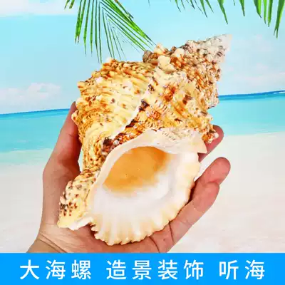 Natural conch Golden Mouth Frog snail big conch listening sea sound shell fish tank landscaping home decoration gifts collection