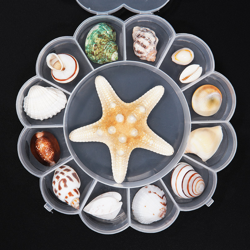 Natural Seasnail Shells SeaStar Gift Boxes Loaded Specimens Children Marine Life Science Kindergarten Gift Diy Materials-Taobao
