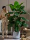 High-End Light Luxury Artificial Plants, Fake Trees, Bionic Green Plants, Potted Plants, Indoor Living Room Floor-Standing Flower Decorations, Landscaping Ornaments