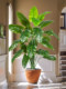 High-End Light Luxury Artificial Plants, Fake Trees, Bionic Green Plants, Potted Plants, Indoor Living Room Floor-Standing Flower Decorations, Landscaping Ornaments