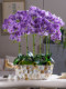 High-End Large Pot with a Moisturizing Feel, Artificial Flower, Phalaenopsis Orchid, Bionic Plastic Fake Flower Arrangement, Living Room Desktop Decoration