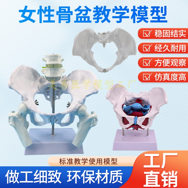 可活动骨盆 子宫分娩助产教学模型女性骨盆肌肉模型及盆底肌模型