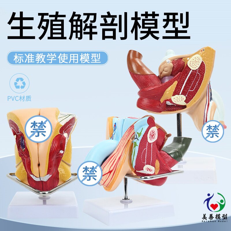 女性生殖解剖 泌尿系统模型 内外生殖 睾丸解剖 男性睾丸阴茎解剖