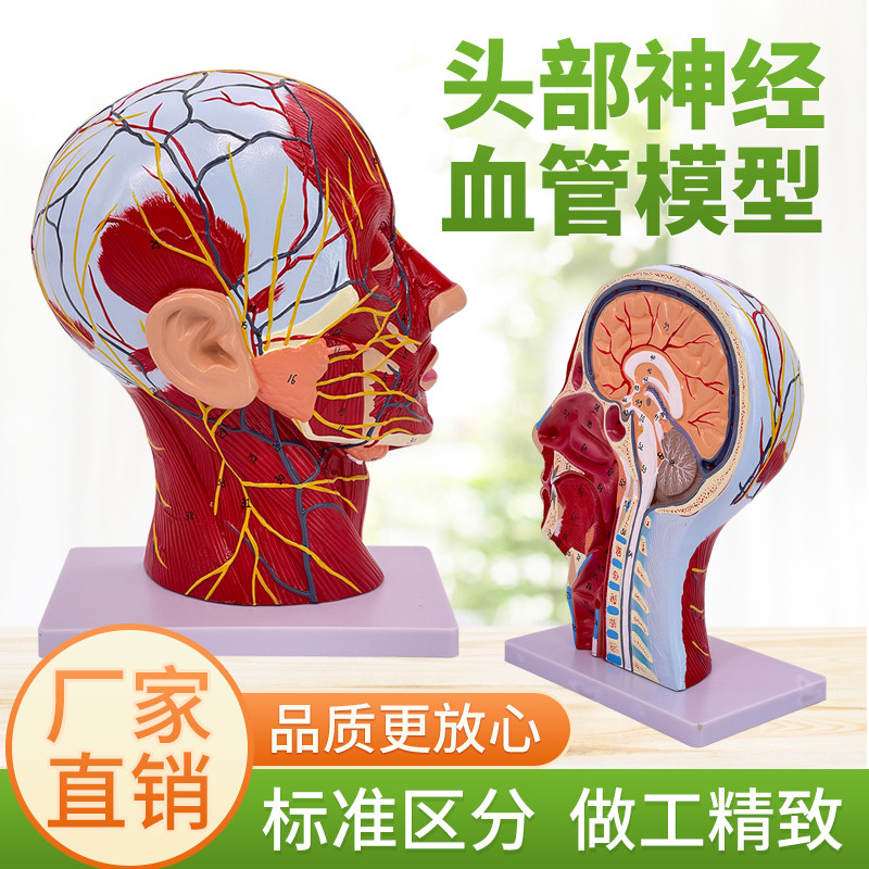 人体头面部附脑血管神经模型颈部解剖学面部神经血管肌肉结构模型