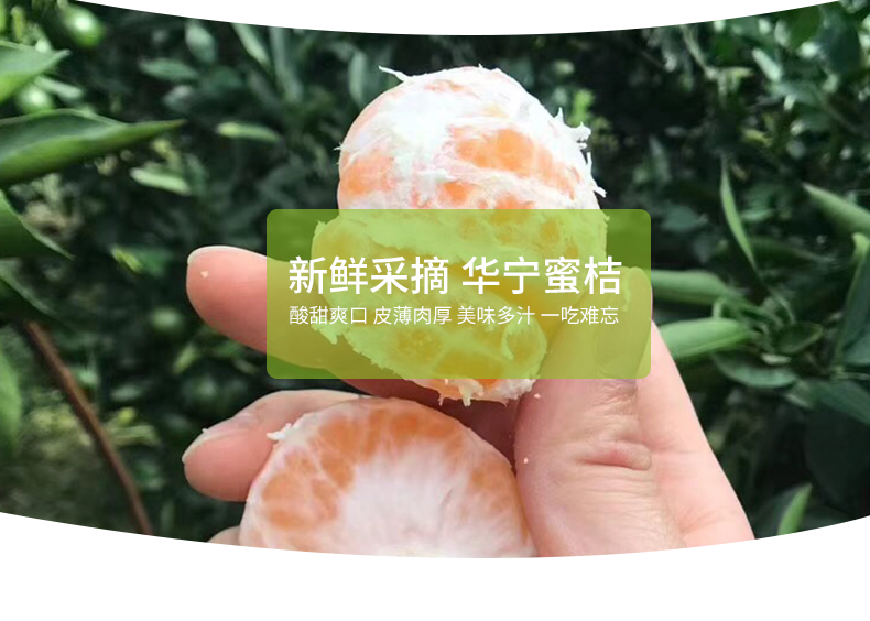 当季新鲜云南青薄皮蜜桔5斤