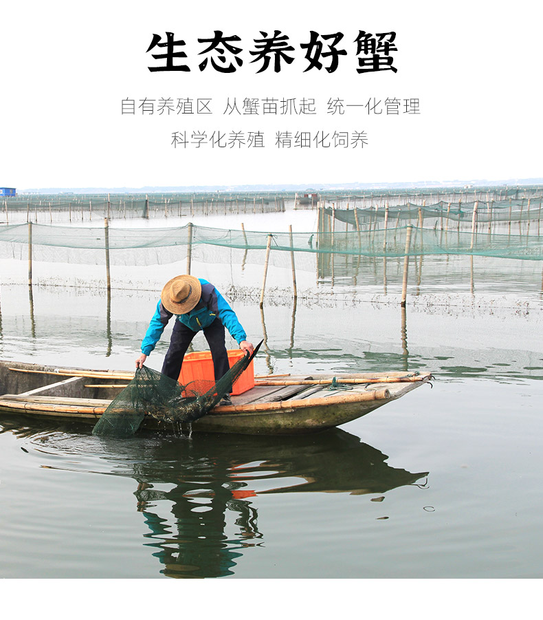 天猫超市 四记联洋 鲜活大闸蟹礼盒 3.5两公+2.5两母 各4只 图10