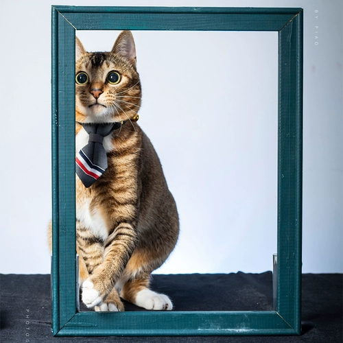 Галстук, безопасный чокер, колокольчик, галстук-бабочка с бантиком, кот