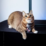 Галстук, безопасный чокер, колокольчик, галстук-бабочка с бантиком, кот