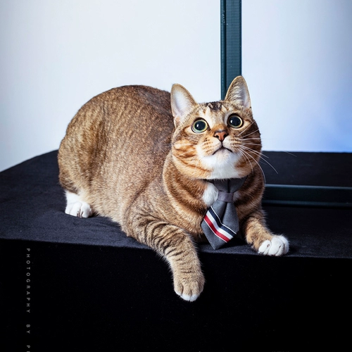 Галстук, безопасный чокер, колокольчик, галстук-бабочка с бантиком, кот