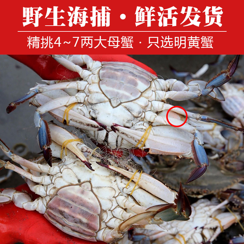 青岛梭子蟹：鲜活大螃蟹，超大海鲜水产，二母蟹纯母白蟹大飞蟹2斤包邮，尝鲜攻略！