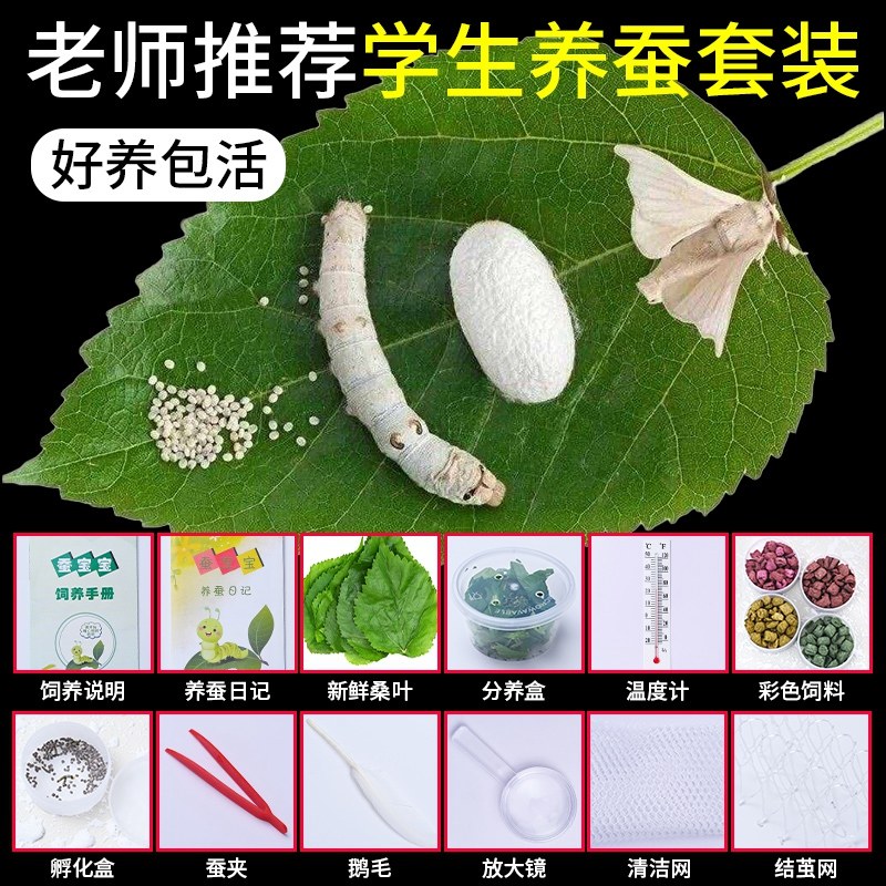 养蚕套装:一场与春蚕宝宝的温馨冒险--淘宝好物网