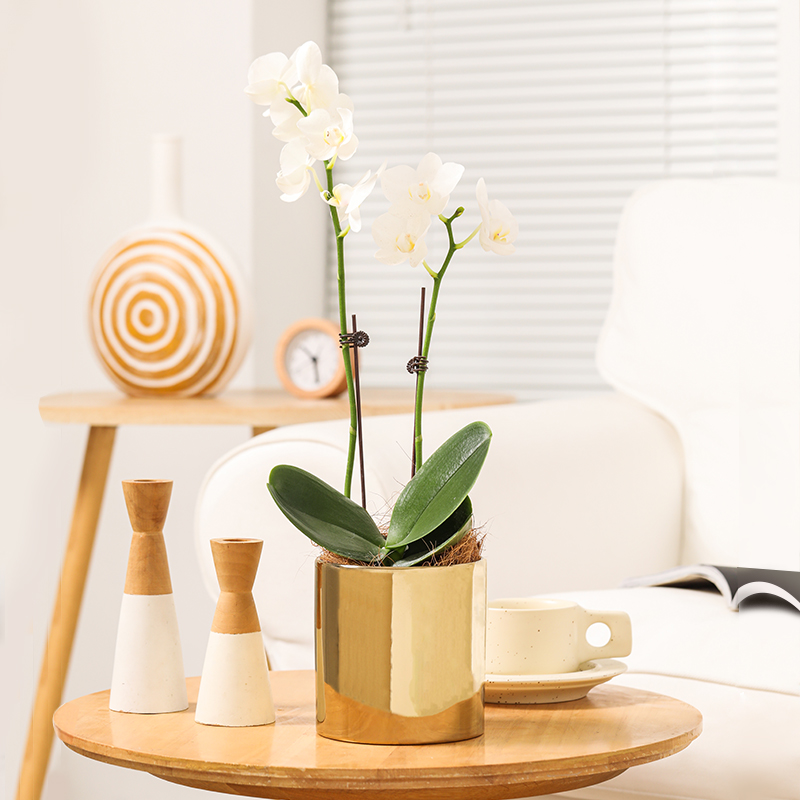 Butterfly Lanter flower pots small ins Nordic minimalist ceramic with trays Plated Light Lavish Orchid Special Basin Golden Flower Pots