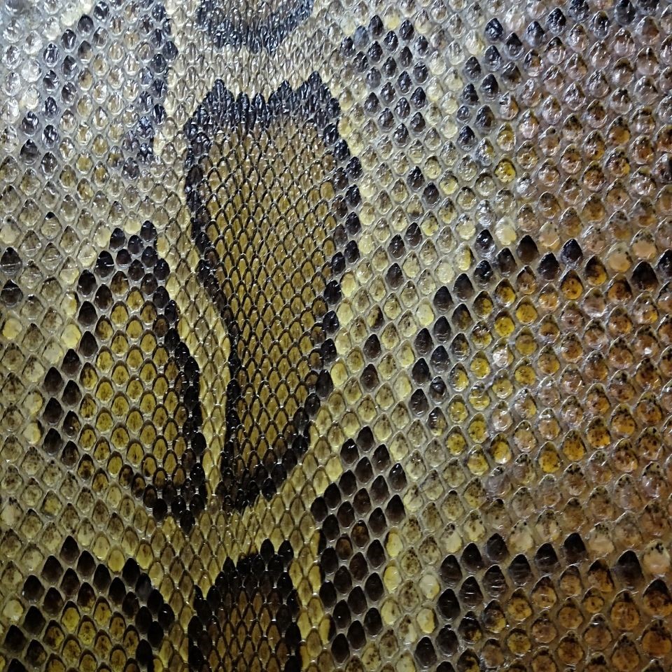 二胡皮、ニシキヘビ皮一枚、高胡、四胡楽器アクセサリー、パイソンヘッド、ヘビ皮工場、ピアノ皮、無料皮接着剤