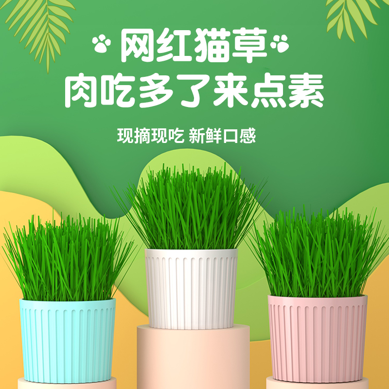 Cat grass wheat seeds hydroponic lazy catnip snacks dehaired hair ball pieces have been planted soil culture potted supplies