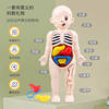 Human Body Structure Model Medical Simulation Internal Organs Anatomy 3D Detachable Assembled Torso Children's Educational Toy