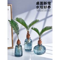 Iron tree hydropony pony small potted bonsai Nordic desktop creative green plant water raising flower plants indoor flowers for good