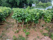 Dedicated order for one item one shot