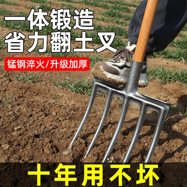 Agricultural ground turning and soil loosening artifact to dig red potatoes with steel fork
