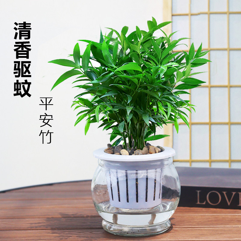 Mosquito repellent plant indoor and outdoor lucky bamboo hydroponic bamboo cypress living room green plant potted mosquito repellent bamboo mosquito