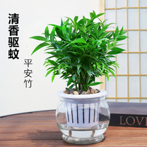 Mosquito repellent plant indoor and outdoor rich bamboo water raising bamboo cypress living room green plant potted mosquito repellent bamboo mosquito