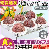 High-end varieties 5 pounds of rose custard apple fresh fruit whole box Guangdong custard apple pineapple Ringo large fruit