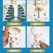 Xinjiang Tibetan human body skeletal model skeleton with muscle detachable spinal column 11 Medical little white
