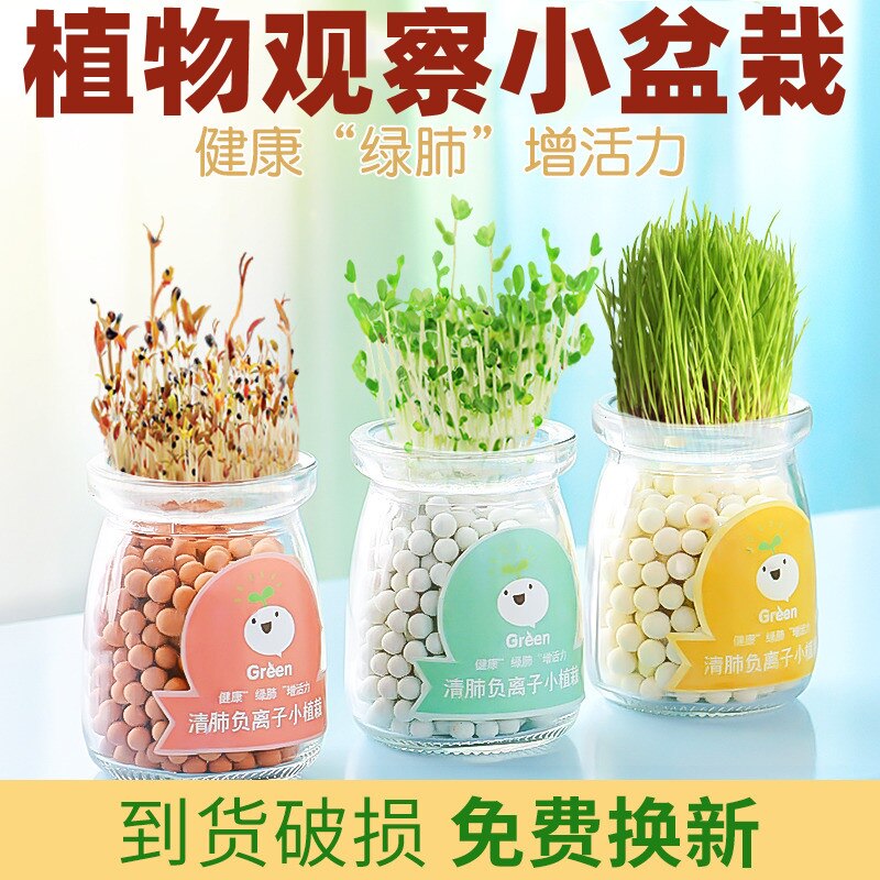 Mini flower hydroponic green plant ornaments mint small potted indoor good negative ion desktop bonsai green plants