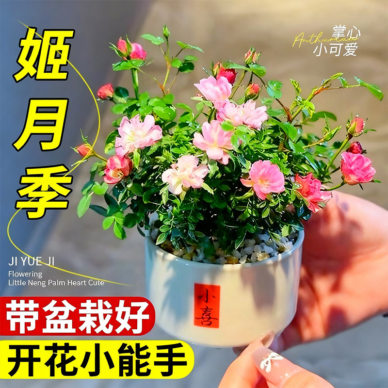 Гидропоника из мохового шара с цветами Hime Yueji Hime Otome mini в горшках для внутреннего балкона подходит для выращивания прилежных цветов, зелени и букетов