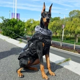 Демисезонная утепленная куртка, осенний сезон, подходит для подростков