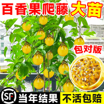 Qinmi No. 9 golden passion fruit seedlings passion fruit grafted saplings potted plants planted in the north and south in all seasons continue to bear fruit