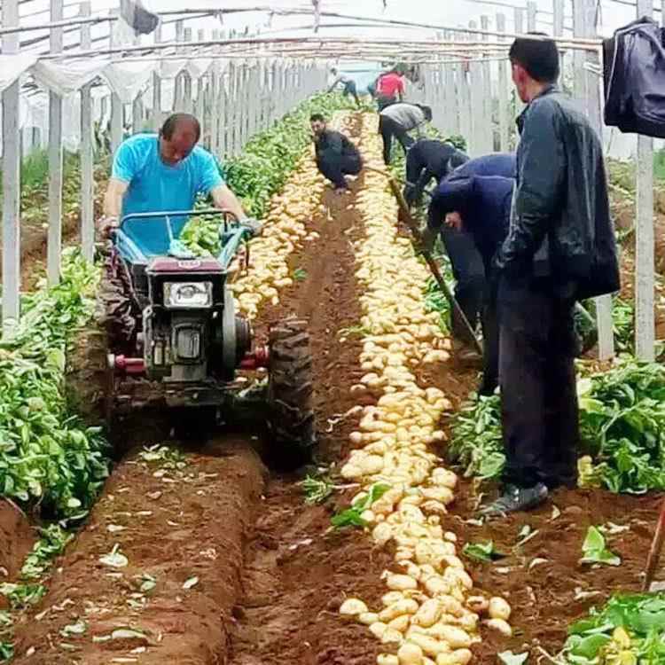 Potato Harvester, Hand-Carrying Rear-Mounted Crop Harvester, Small Root Crop Fruit Picker Potato Harvester, Hand-Carrying Rear-Mounted Crop Harvester, Small Root Crop Fruit Picker