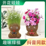 Креативные цветущие куклы с травяной головой, настольные украшения, легко выращиваемые, зеленые растения, вибрато, горшечные растения в одном стиле, крытое студенческое общежитие.