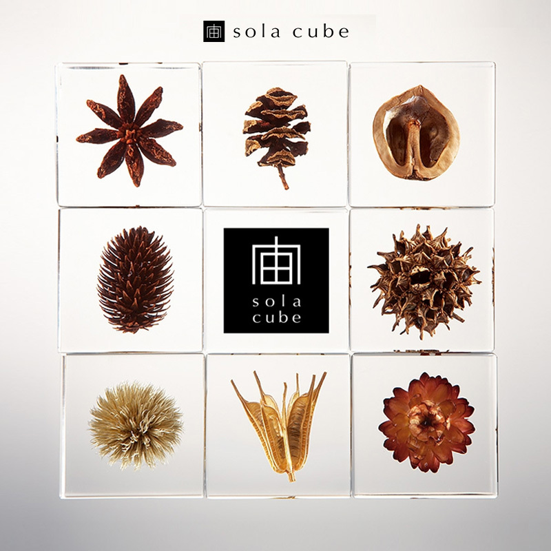 H's Gift List | Japanese Kyoto Sola Cube Plant Specimen [Cosmic Cube] Desktop Ornament Gift