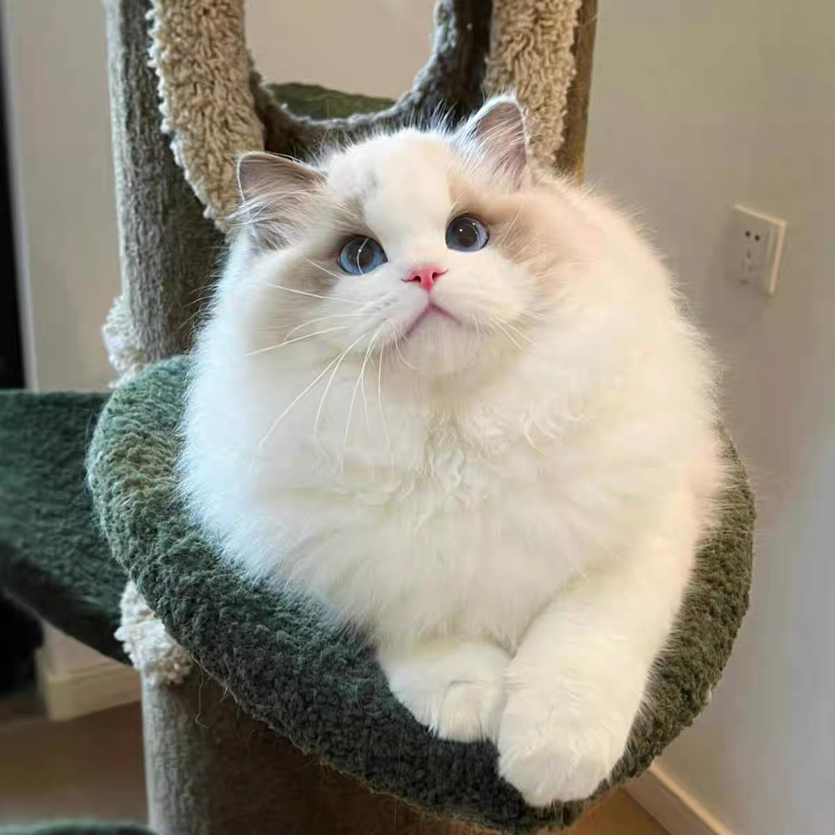 福建猫舍】纯种布偶猫海双蓝双山猫纹重点火焰色布偶长毛仙女猫，萌化你的心！-猫咪-淘宝好物网, image size:1200x1200