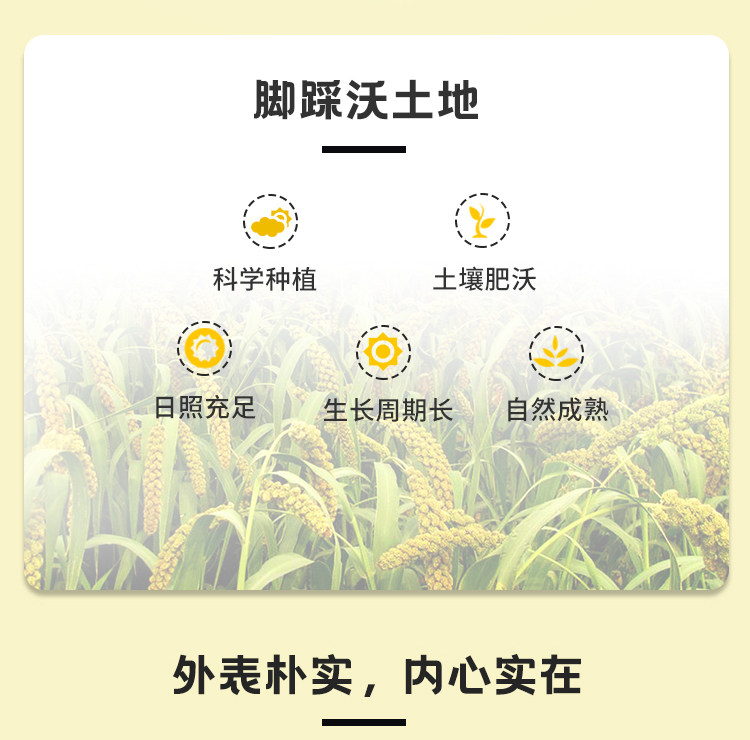 安享好物 安享B级小米-盖亚农场黄小米 国标 