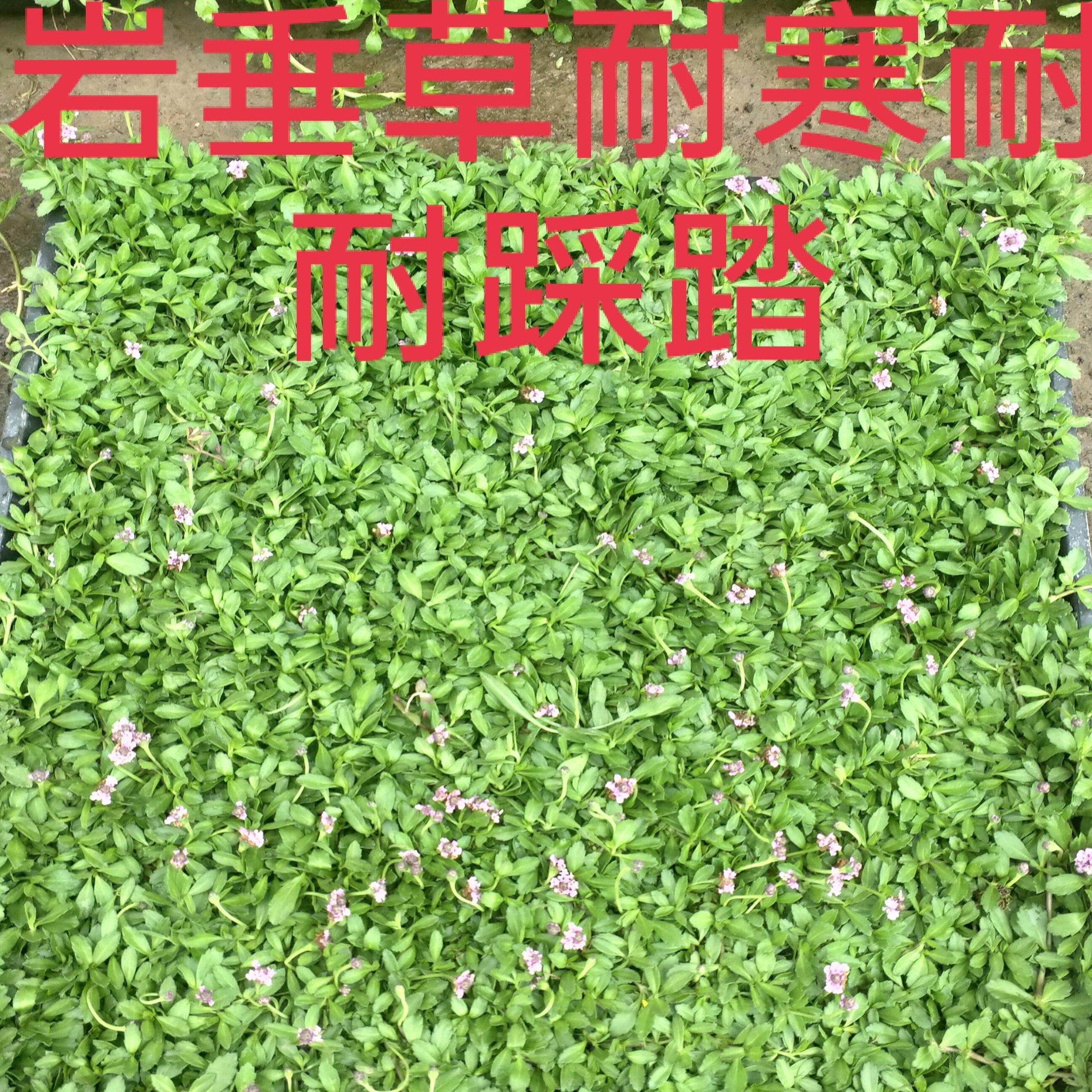 金莎蔓姬岩垂草：耐踩草坪新宠！四季开花+耐寒耐晒，打造私家花园神器？-宿根-淘宝好物网