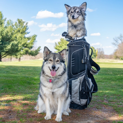 Реалистичная карта-маны, защитный чехол, шлем, делается под заказ, домашний питомец, подарок на день рождения