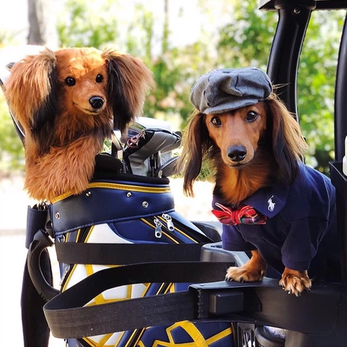 Реалистичная карта-маны, защитный чехол, шлем, делается под заказ, домашний питомец, подарок на день рождения