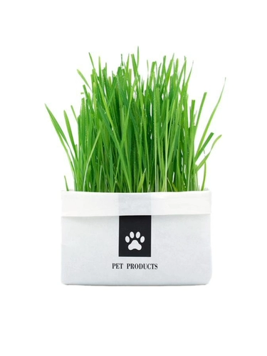 Кошачья трава была посажена хорошо