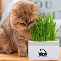 Третья генерация кошачья трава